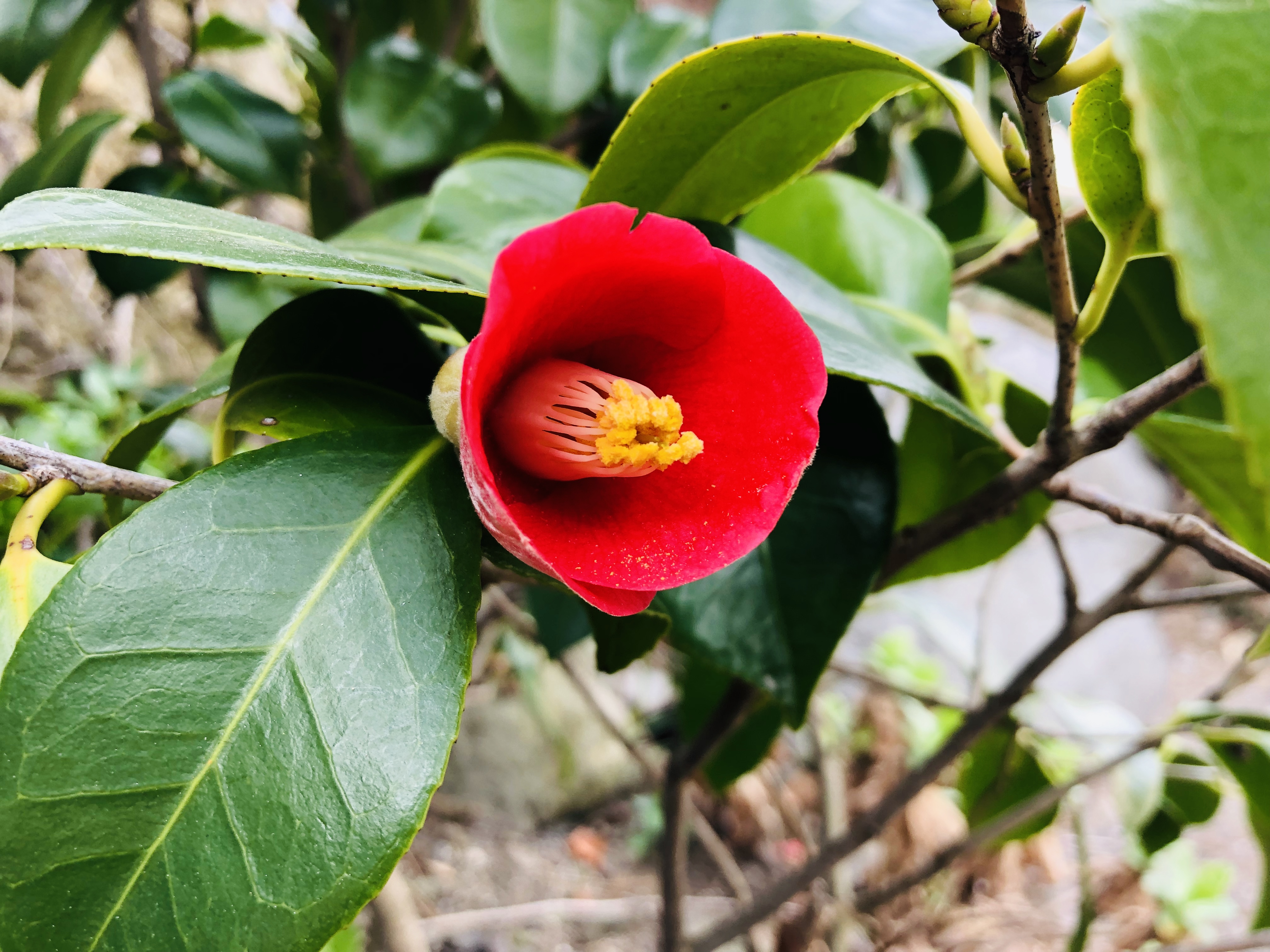 [SRT] 땅끝마을 해남 미황사 애기동백꽃 기차여행(당일)