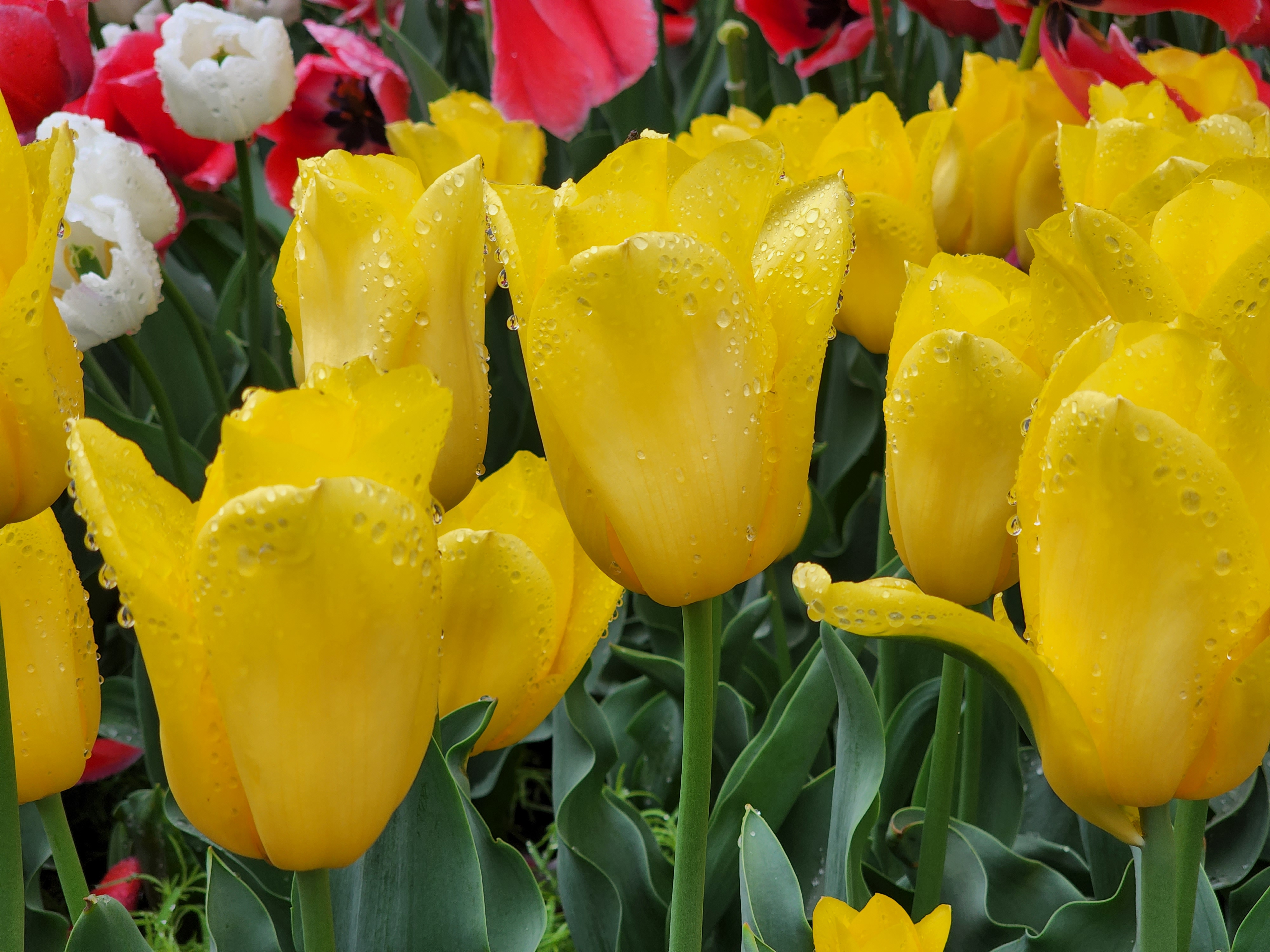 [새마을호] 수덕사 & 태안 세계원예치유박람회 + 꽃지해변 기차여행 (당일)